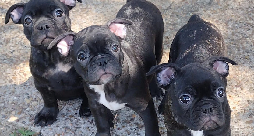 French Bulldog Rescue in USA & Canada | French Bulldog Adoption